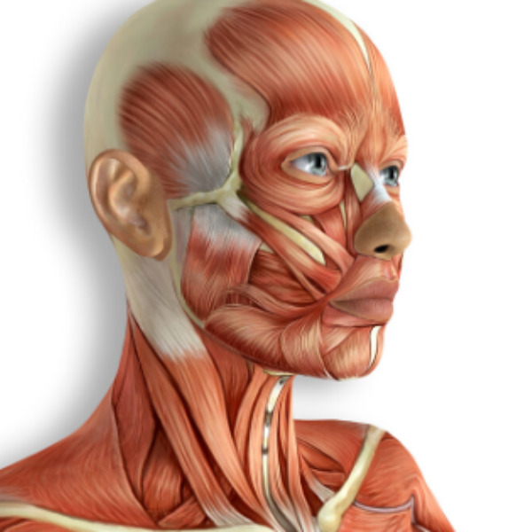 Skin Anatomy Training Online Course